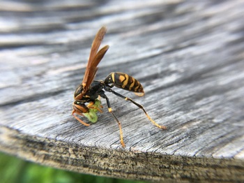 アシナガバチの特徴と駆除 愛知県春日井市